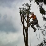 Arborists