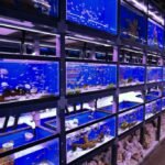 Saltwater fish online store