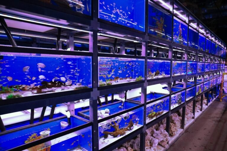 Saltwater fish online store