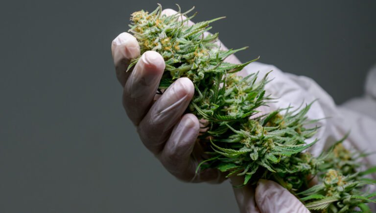 Harvest Cannabis: Understanding the Journey from Cultivation to Commercial Readiness Harvest Cannabis: Understanding the Journey from Cultivation to Commercial Readiness