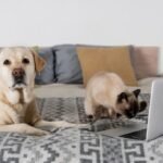 Animal communication