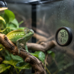 reptile thermometers